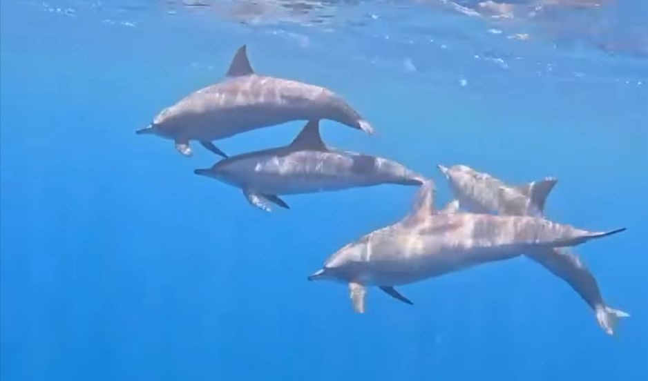 Delfine in der Gruppe – Marsa Alam Delfinebucht