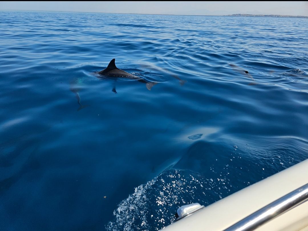 Private Speedboat-Tour ab Marsa Alam
