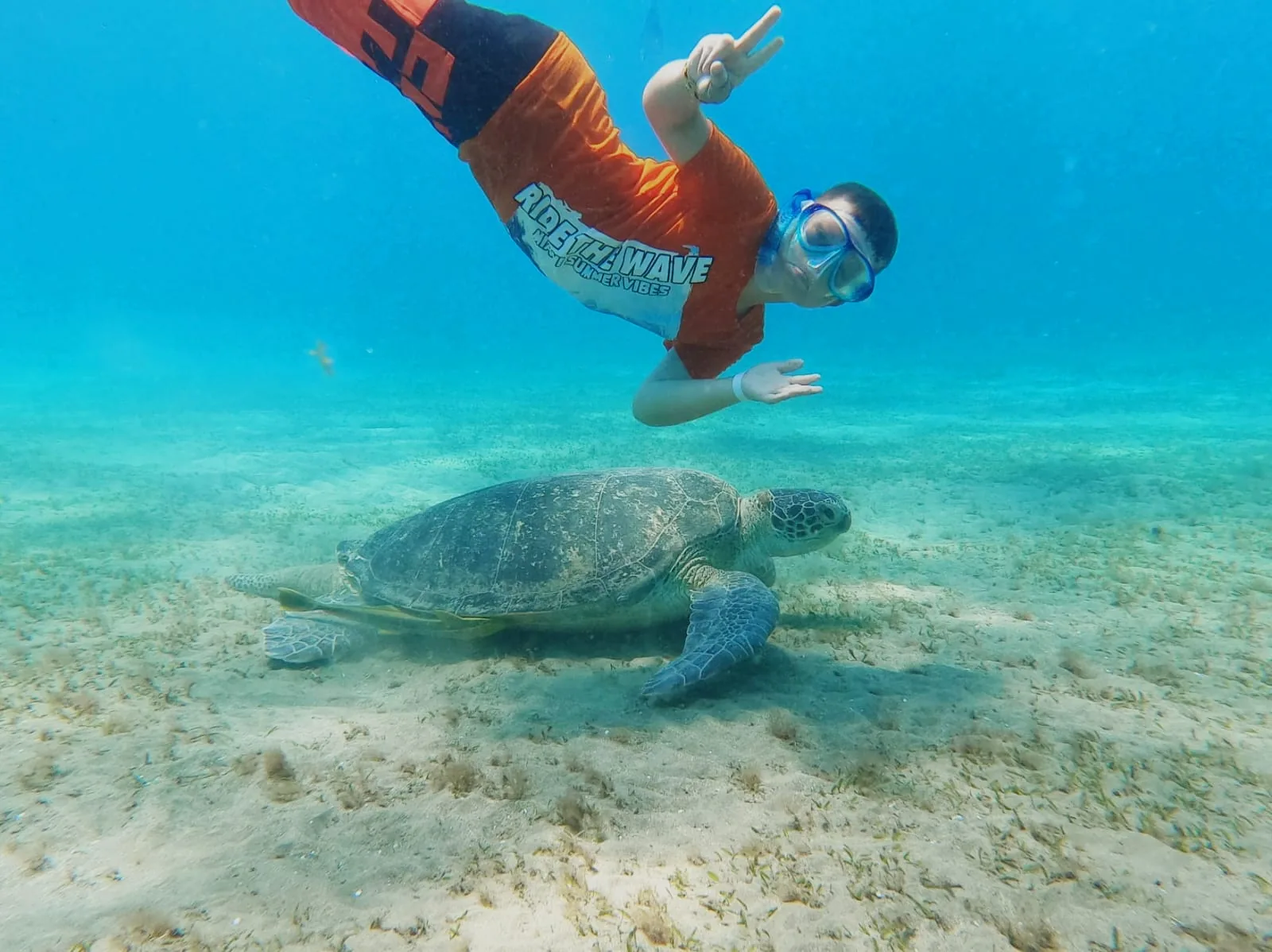 Schildkröte im geschützten Gebiet nahe dem Strand